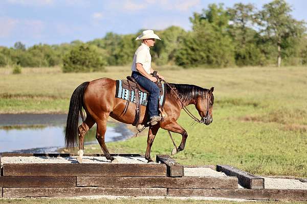 ranch-work-quarter-horse
