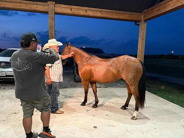 show-quarter-horse