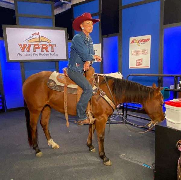 trail-quarter-horse