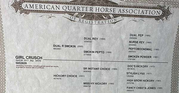 trail-riding-quarter-horse