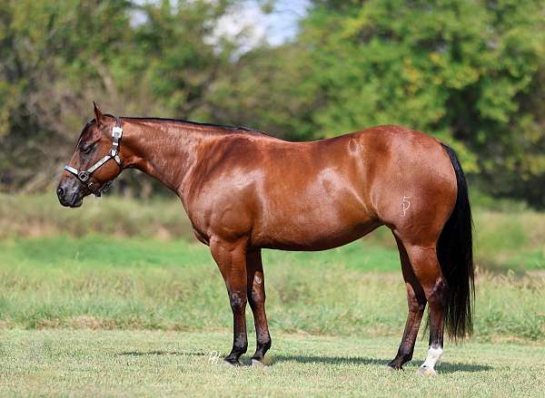 western-riding-quarter-horse