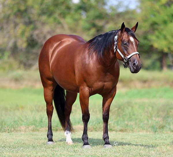 working-cow-quarter-horse