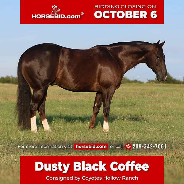 all-around-quarter-horse