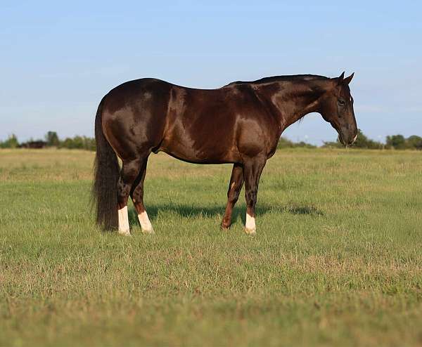 calf-roping-quarter-horse