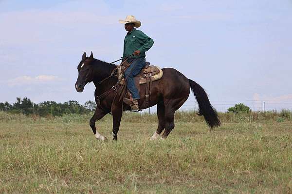 finished-quarter-horse