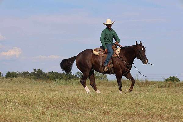 heel-quarter-horse