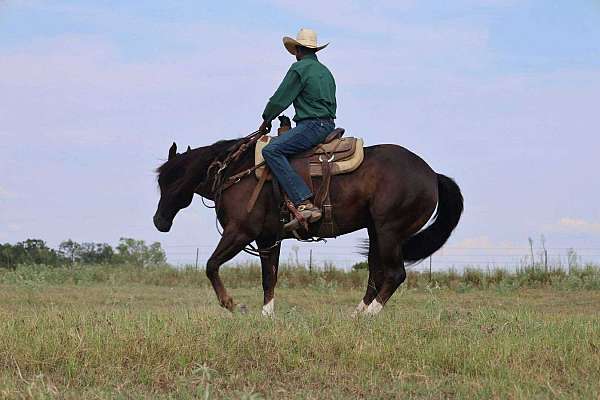 husband-safe-quarter-horse