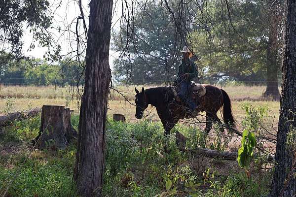 performance-quarter-horse