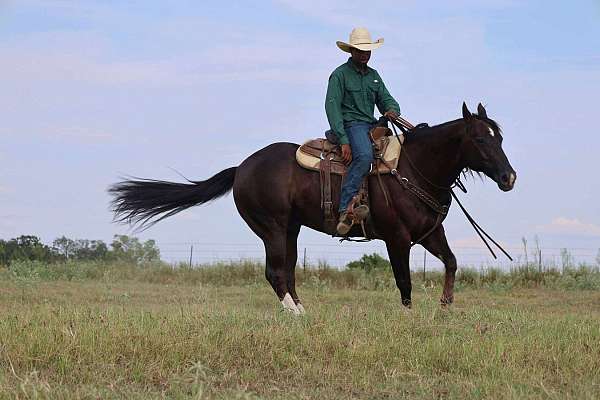 ranch-quarter-horse