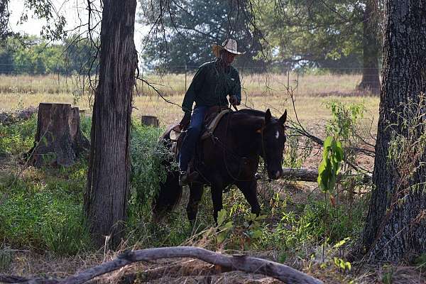 ranch-versatility-quarter-horse