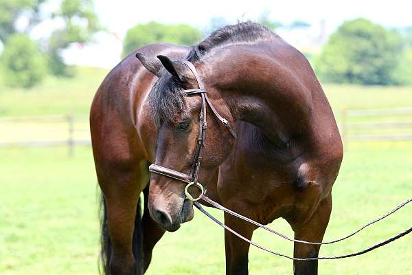 beginner-percheron-horse