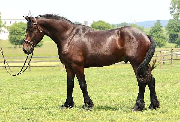 athletic-percheron-horse