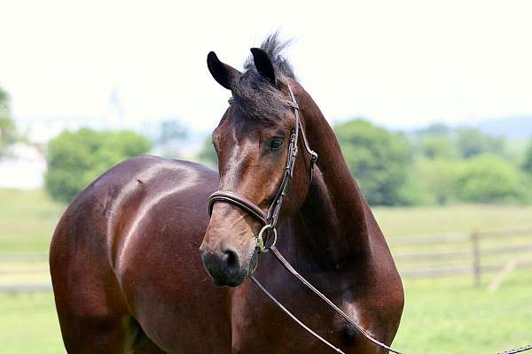 driving-percheron-horse