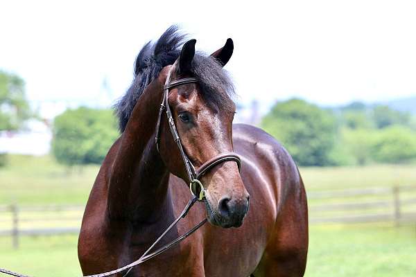 flashy-percheron-horse