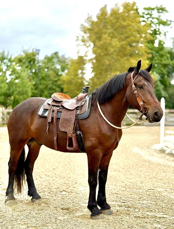 husband-safe-percheron-horse