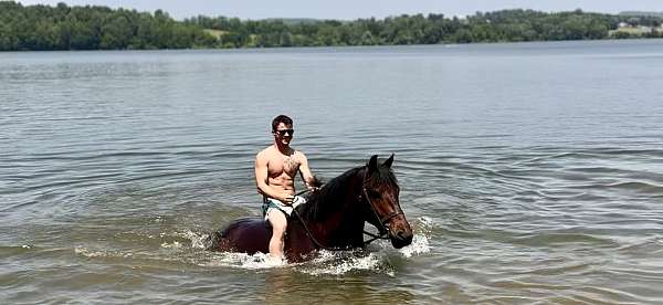kid-safe-percheron-horse
