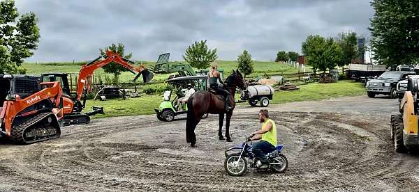 parade-percheron-horse