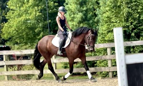 ridden-english-percheron-horse