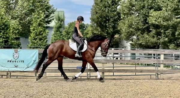 ridden-western-percheron-horse