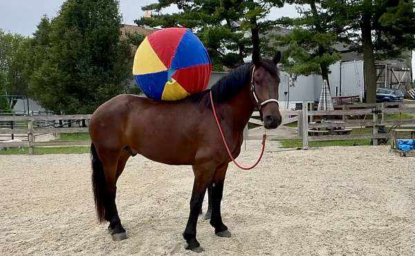 show-percheron-horse
