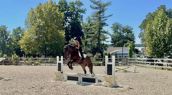 trail-percheron-horse