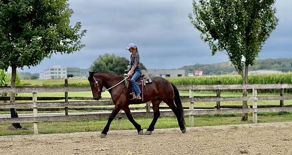 trail-riding-percheron-horse