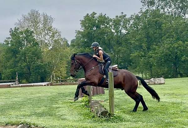 youth-percheron-horse