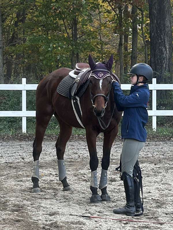 thoroughbred-gelding