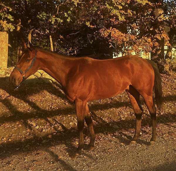 thoroughbred-horse