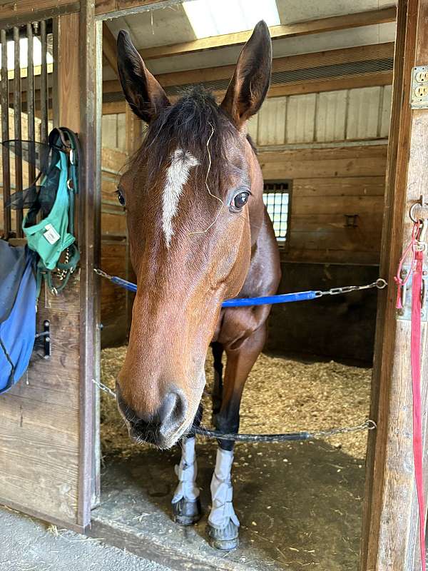 thoroughbred-horse-for-sale