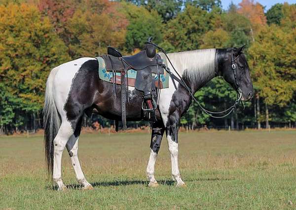 parade-paint-horse