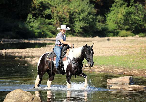 ranch-paint-horse