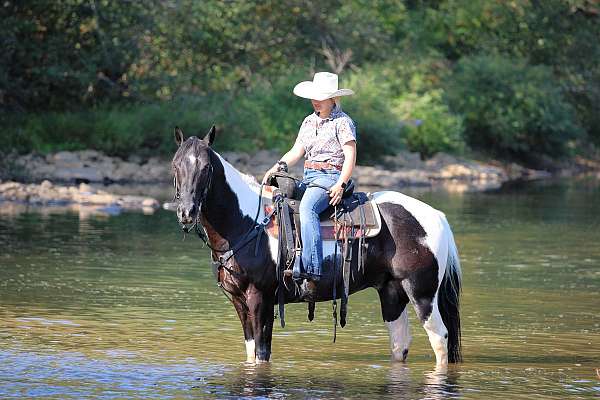ranch-work-paint-horse