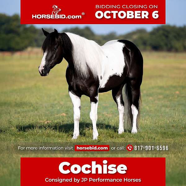 piebald-calf-roping-horse