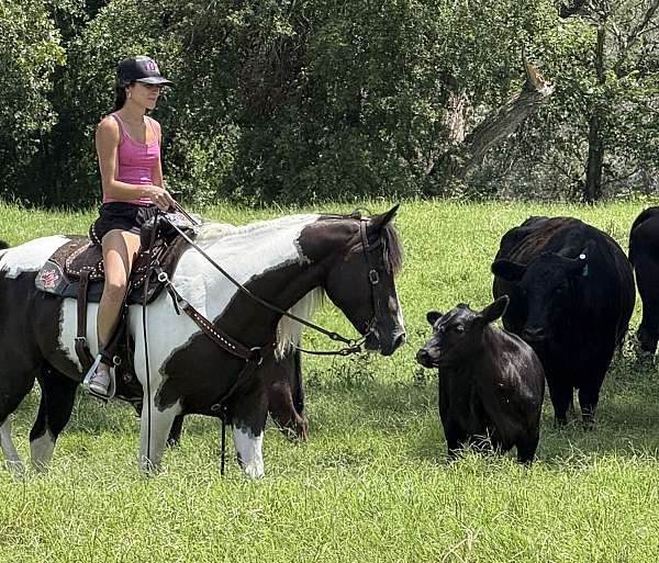 all-around-paint-horse