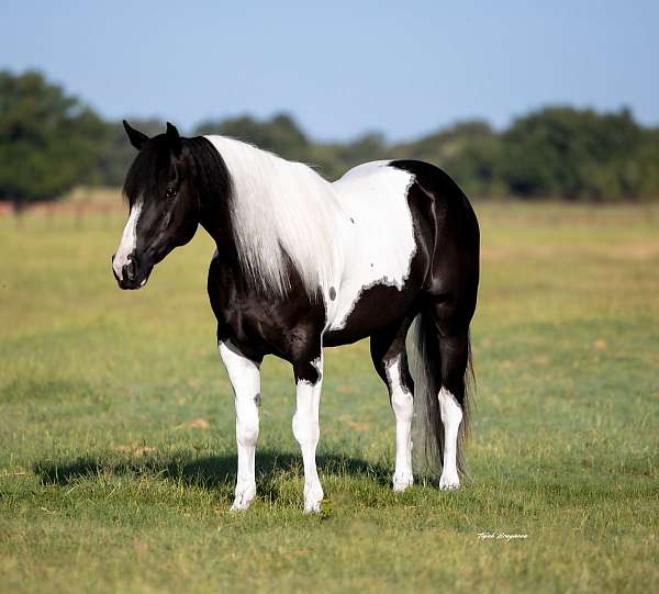 athletic-paint-horse