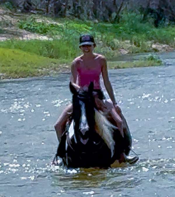 ranch-paint-horse