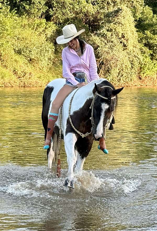 roping-paint-horse