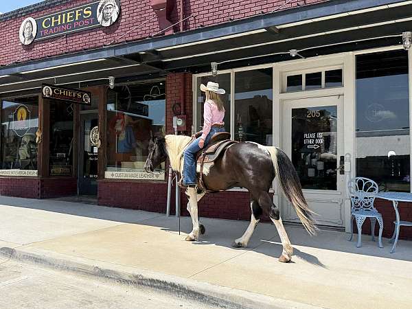show-paint-horse