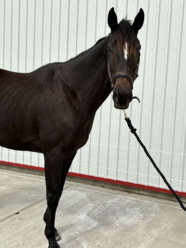 thoroughbred-horse-for-sale