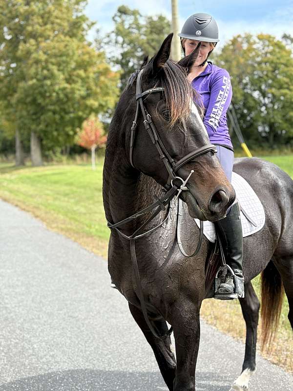 thoroughbred-mare