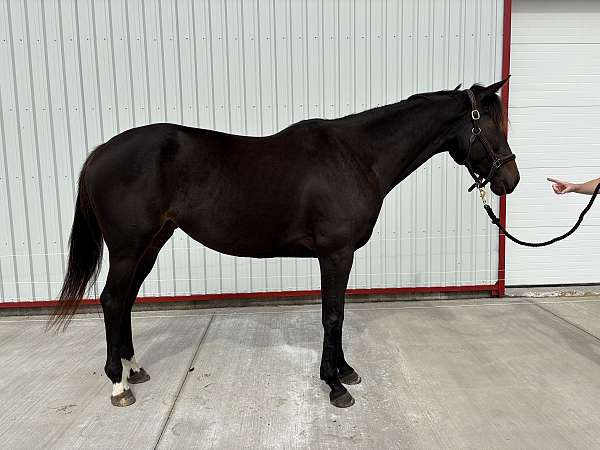 thoroughbred-horse