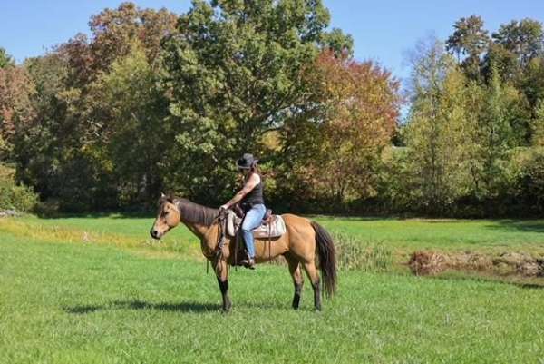 beginner-quarter-horse