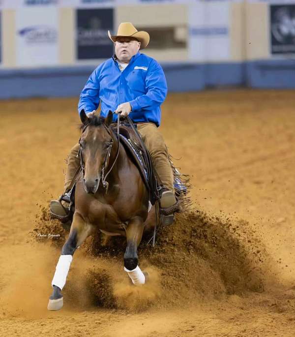 flashy-quarter-horse