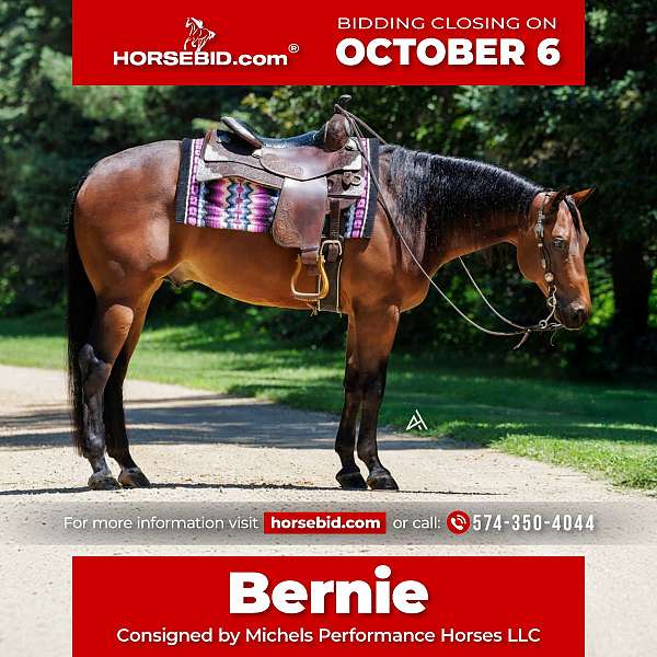 all-around-quarter-horse
