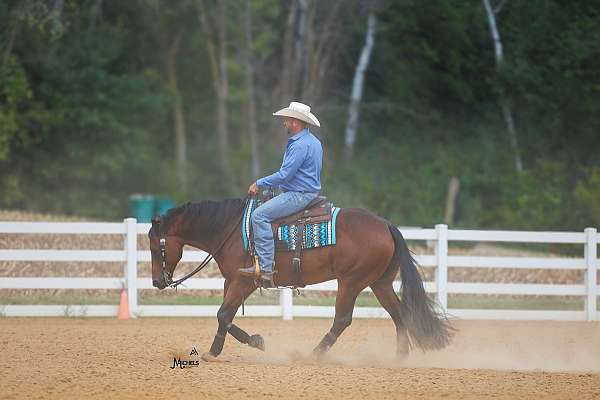 husband-safe-quarter-horse
