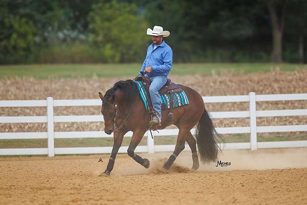 kid-safe-quarter-horse