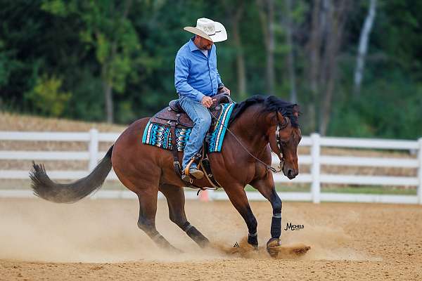 performance-quarter-horse