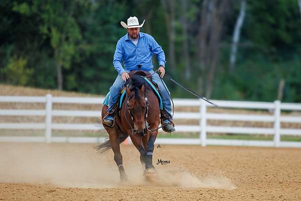 ranch-quarter-horse