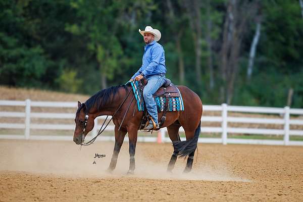 ranch-versatility-quarter-horse